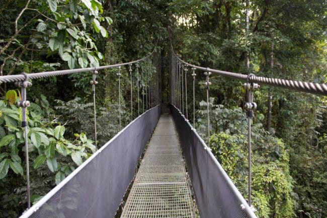 גשר טיפוסי ביער גשם בקוסטה ריקה
