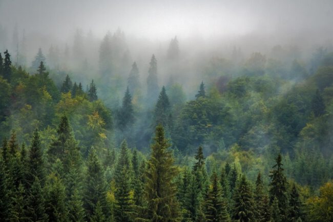 יער ירוק עד מכוסה עננים