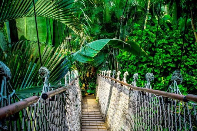 גשר חבלים בג'ונגל