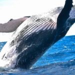 סיורי צפייה בלוויתנים ודולפינים