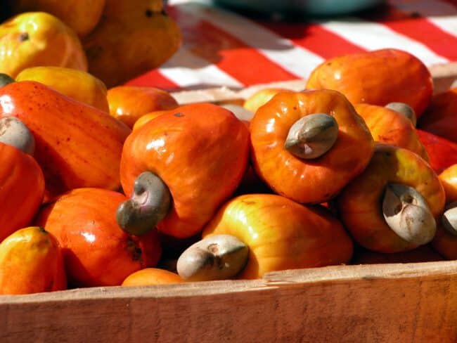 אגוזי קשיו צמודים לתחתית פירות הקשיו
