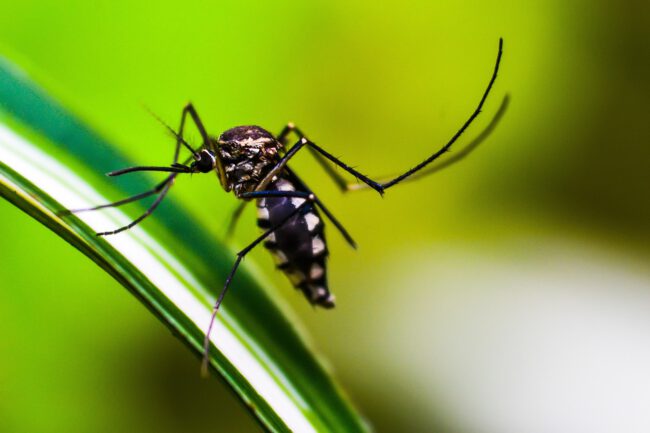יתוש נושא את מחלת הדנגי
