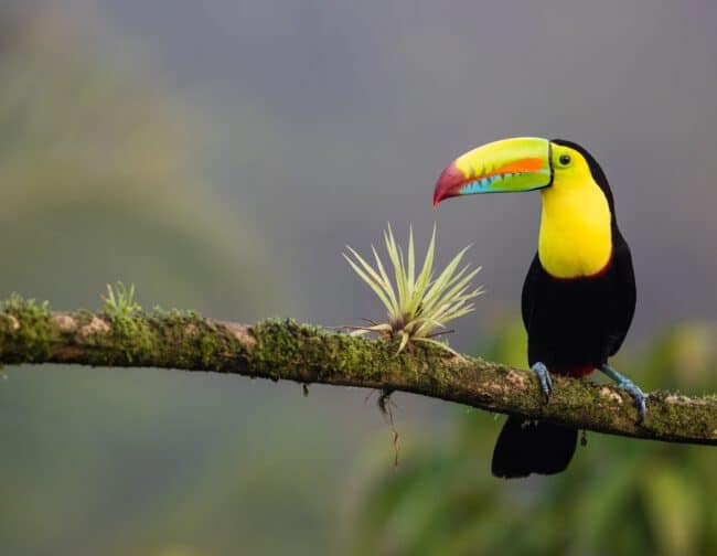 ציפור שחורה-צהובה עומדת על ענף עץ