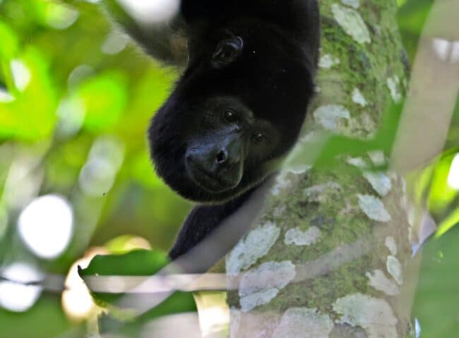 קוף שחור בפורטו וייאחו