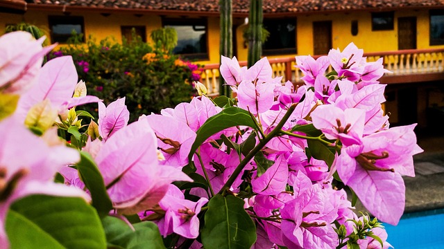 פרחים יפים בחצר בית בסנטה אנה - קוסטה ריקה