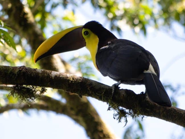 ציפור שחורה וצהובה (תוקן) יושבת על ענף עץ