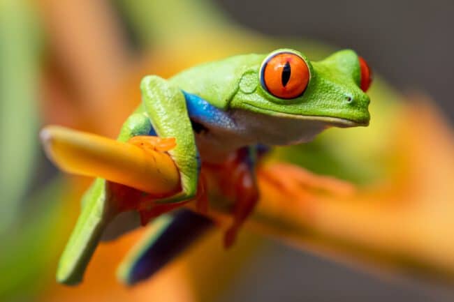 צפרדע אילנית אדומת-עין