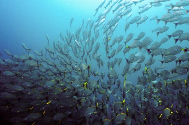 להקת דגים באי קאנו