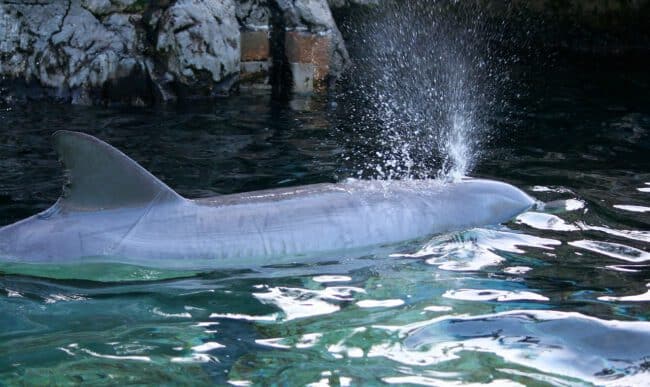 דולפין שוחה ומשפריץ אויר ורסיסי מים מחור הנשיפה