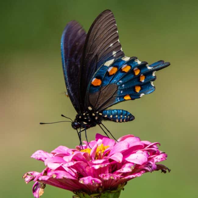 פרפר שחור כחול עם נקודות כתומות עומד על פרח ורוד