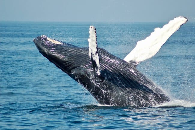 לווייתן כחול בים