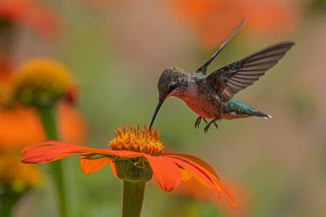 יונק דבש